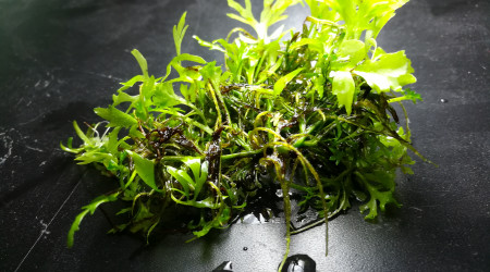 Ceratopteris siliquosa ou cornuta ?