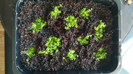 Essais de multiplication d'hemianthus callitrichoides