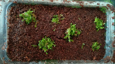 Essais de multiplication d'hemianthus callitrichoides