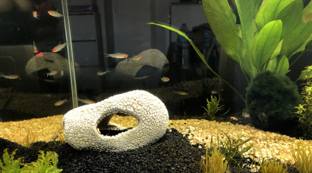 Les petits Hemigrammus bleheri