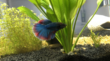 Bob le Betta Splendens