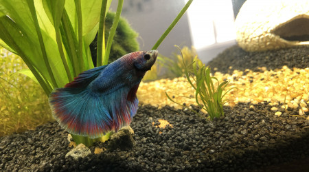 Bob le Betta Splendens