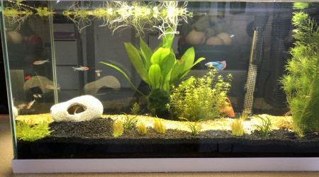 Aquarium eau douce vue de face