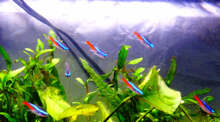 aquarium Aquarium du salon