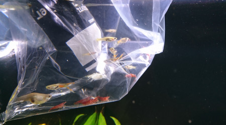 Introduction batch #1