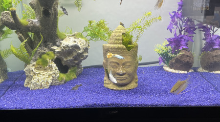 aquarium Ciano