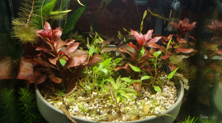 aquarium Nano