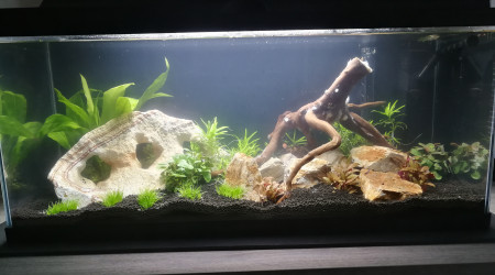 Mise en eau + 2 semaines