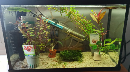 Plantes porteuses d'oeufs de Sterbaï