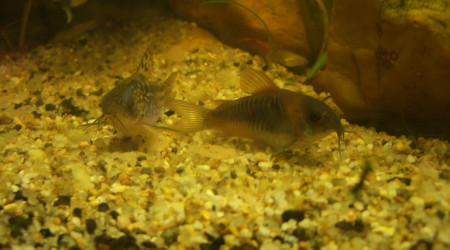 c'est l'amour à la plage