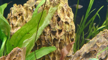 Suivi Nymphaea Lotus Zenkiri #1