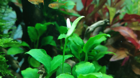 Ma première fleur d'anubia