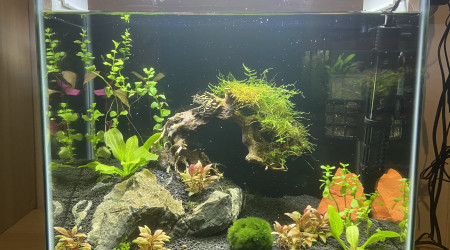 aquarium Nano aquarium bonsai pour crevettes