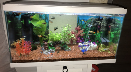 aquarium Guppyguppy 60l