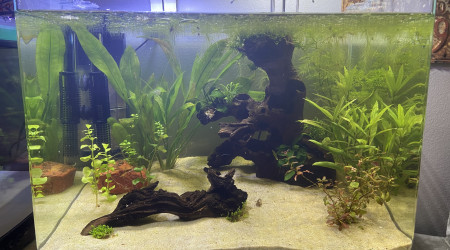 aquarium Aquarium spécifique grenouilles Hymenochirus boettgeri