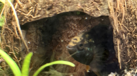 La famille Nannacara Anomala va s’agrandir ^^