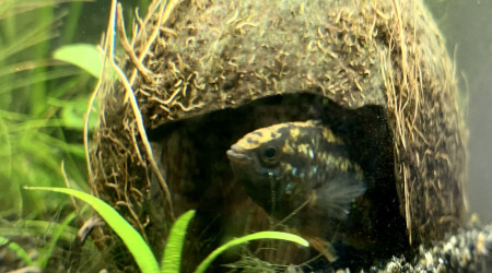 La famille Nannacara Anomala va s’agrandir ^^