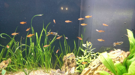 Complétion du banc de Tetra Amande