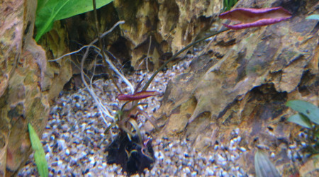 Suivi Nymphaea Lotus Zenkiri #2