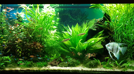 aquarium Amazonien