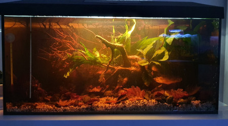 aquarium 54l killies