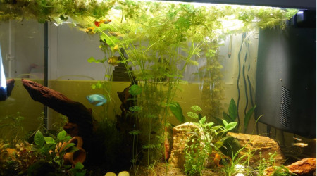 Incident + Pic de nitrites à 0.5