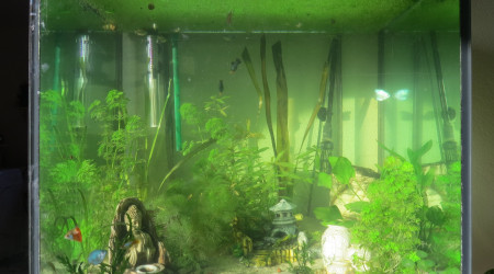 aquarium Etape supérieure 300L