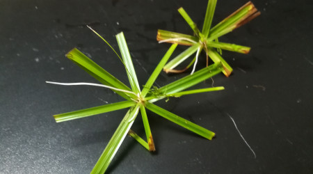 Boutures? J'ai dit bouture ?