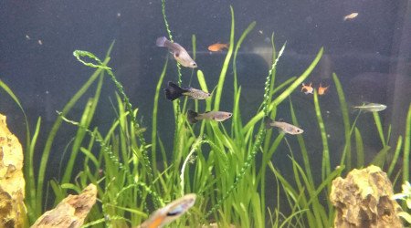 Arrivée des Blue Snakeskin