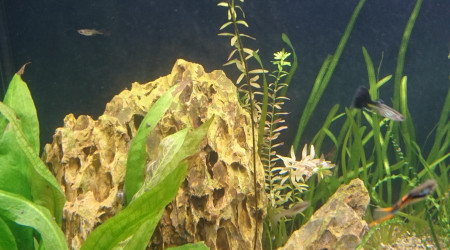 Suivi Nymphaea Lotus Zenkiri #3