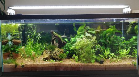aquarium Le 80l plantes