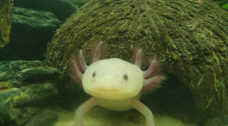 aquarium Le nid d amour de nos 2 Axolotls