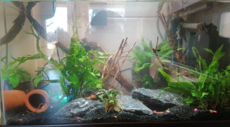 aquarium Nano aquarium