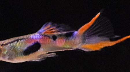 Guppy endler épée basse