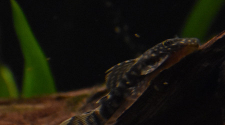 Ancistrus temminckii