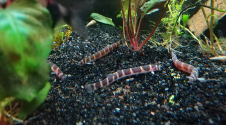 Oui, j'aime les kuhlis