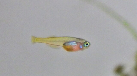 Petit têtard devient un petit poisson