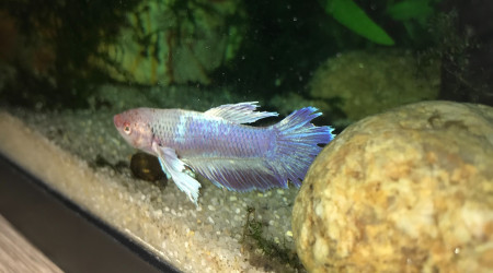 aquarium PROJET