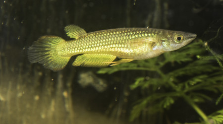 aquarium Aplocheilus lineatus gold