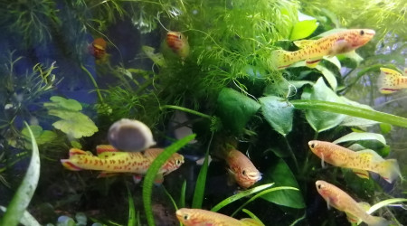 aquarium Fundulopanchax gardneri gold