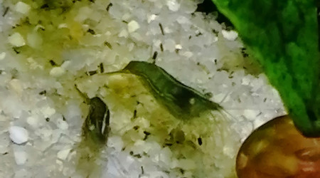 aquarium Crevettes Babaulti green