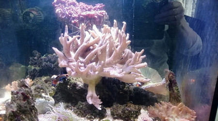 aquarium Récifal