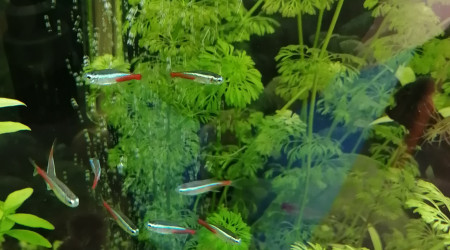 Nouveaux arrivants agrandir le ban