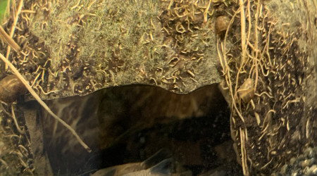 La casa de Corydoras