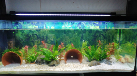 aquarium Axolotl