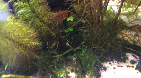 Wildchild bébé macmasteri