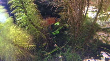 Wildchild bébé macmasteri