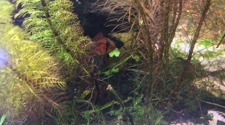 Wildchild bébé macmasteri