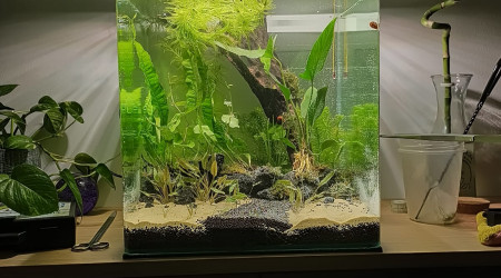 aquarium LowTech Betta