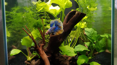 aquarium Mon premier bac - janvier 2018